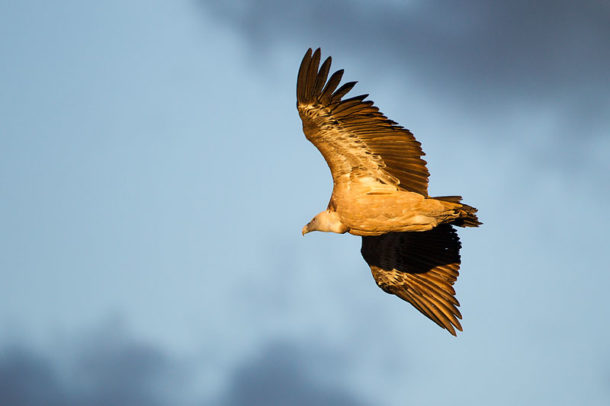 Vautour fauve