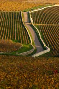 Vosne-Romanée (titre)